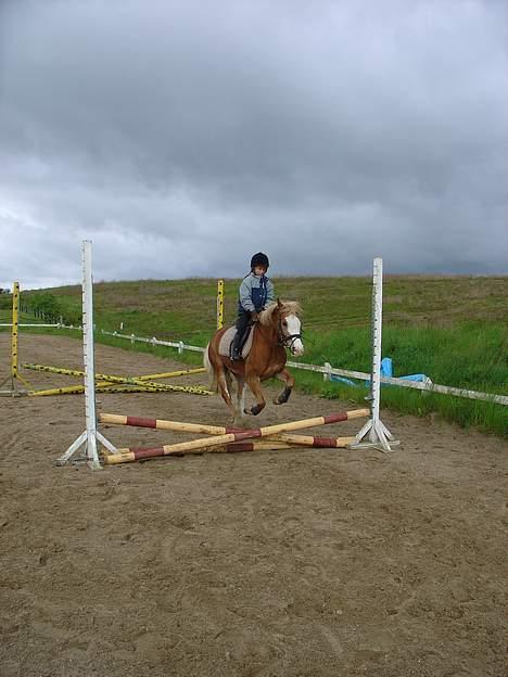 Anden særlig race | Jambo *Solgt* - *13* Her springer min lillesøster på ham, han kan sagtens springe højere har bare desværre ik et billede af det!! Foto: Min mor billede 13