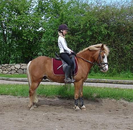 Anden særlig race | Jambo *Solgt* - *15* Parade!!! X) Foto: Min mor billede 15