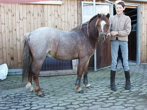 Welsh Mountain (sec A) Stendyssens Susai - Susai gjort fin<3<3<3 OBS. ponyen var 3 år på det her tidspunkt! billede 1