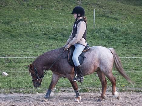 Welsh Mountain (sec A) Stendyssens Susai - strække sig. . . dybt dybt ned. ..  billede 6