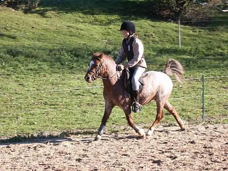 Welsh Mountain (sec A) Stendyssens Susai - Super Sarj billede 8