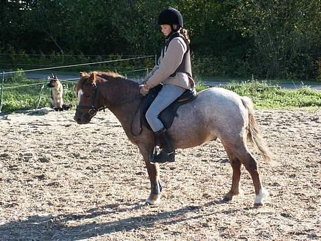 Welsh Mountain (sec A) Stendyssens Susai - parade. . . ikke så god billede 11