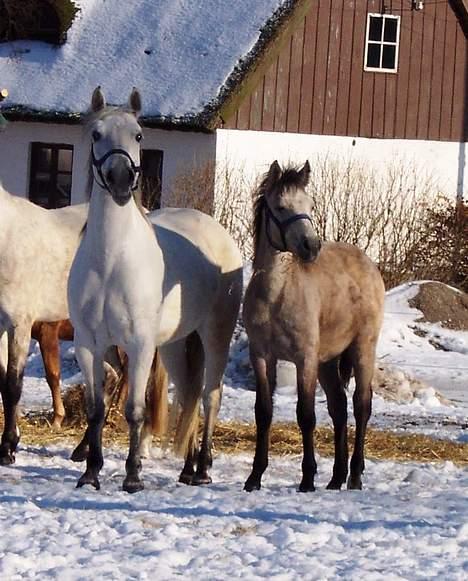 Connemara Stjernhøjs Tiggy C 925 - Tiggy sammen med hendes følle Sandgaardens Caloway, vinter 2005 billede 18
