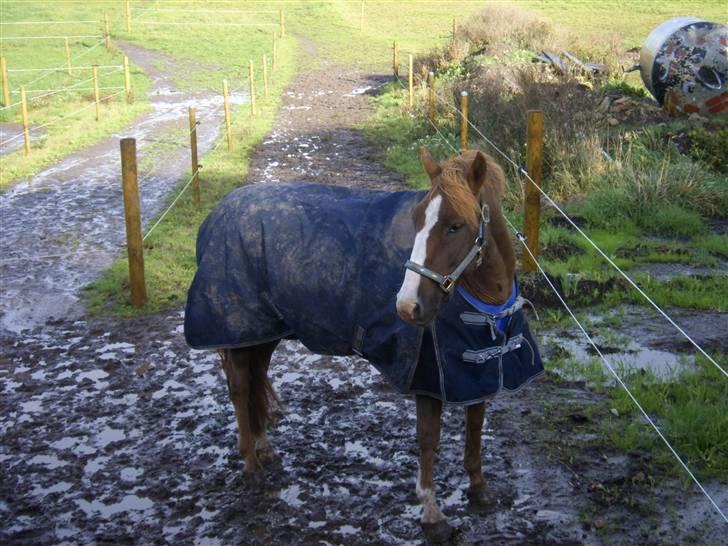 New Forest Cosmo billede 15