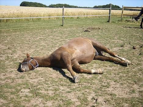 New Forest Cosmo billede 16