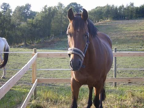 Anden særlig race Comet billede 18
