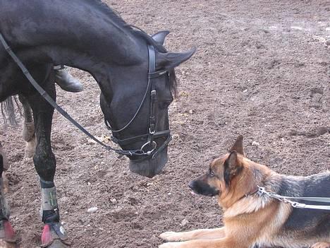 Hollandsk Sportspony Blacky<3 solgt - Blacky og bonnie, bonnie slikker sig om munden=betyder at den ikke vil gøre Blacky noget... :) billede 16