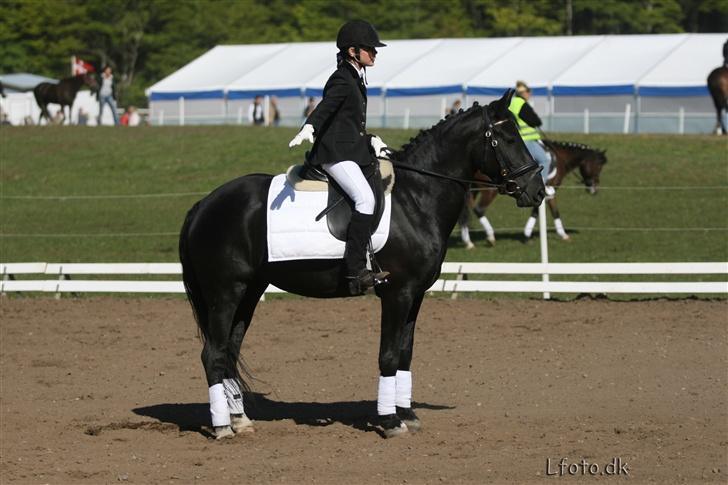 Hollandsk Sportspony Blacky<3 solgt - Morsø - LB1 - Fin parade<3 Taget af Rene/LFoto.dk billede 17