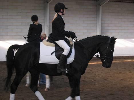 Hollandsk Sportspony Blacky<3 solgt - Uden for bane, skal snart ind og ride dres. LC1 billede 18