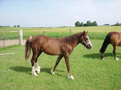 Welsh Cob (sec D) Haymos Zoe  - Zoe 2006 billede 12
