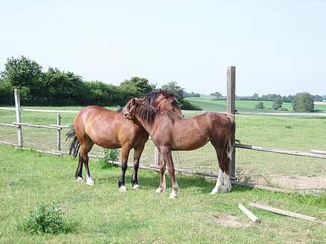 Welsh Cob (sec D) Haymos Zoe  - Zoe og mor 2006 billede 13