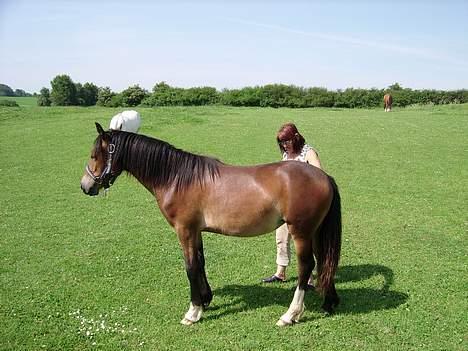 Welsh Pony (sec B) Haymos Surprise - Surprise 2006 billede 15