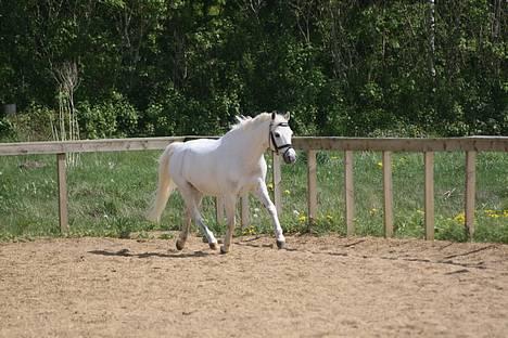 Welsh Pony af Cob-type (sec C) Ringo star  - Da susanne fotograf var ude og tage billeder ., :D billede 13