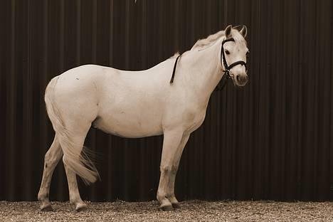 Welsh Pony af Cob-type (sec C) Ringo star  - Flotte., billede 15