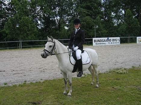 Welsh Pony af Cob-type (sec C) Ringo star  - Flotte Ringo er ude på VB... billede 16