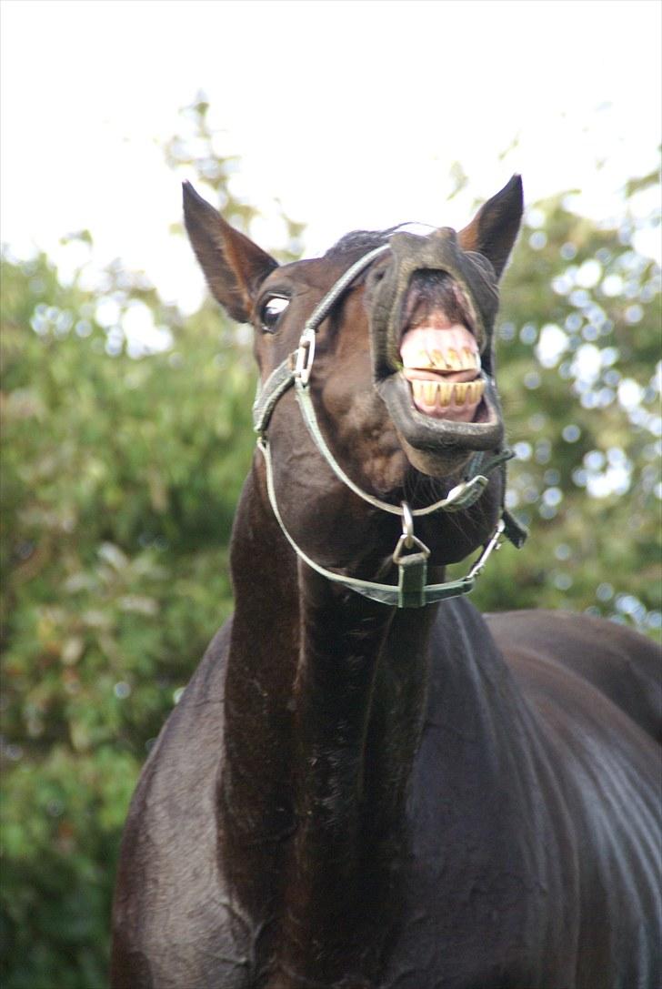 Dansk Varmblod Tjørnelund's Revolution - Her er han så ;) Smiler Til Mor=) billede 1