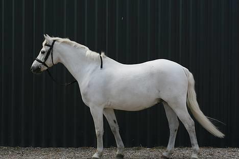 Welsh Pony af Cob-type (sec C) Ringo star  - Hotte Leif., billede 17