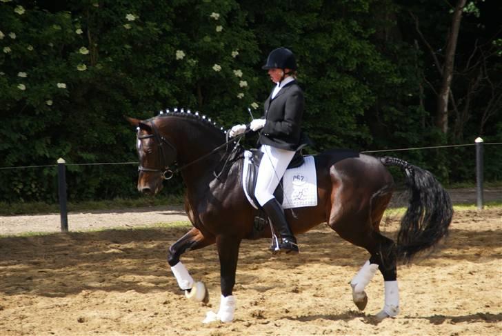 Dansk Varmblod Tjørnelund's Revolution - Opvarmning Toftlund billede 3