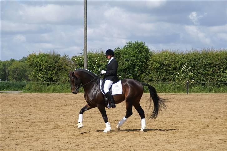 Dansk Varmblod Tjørnelund's Revolution - Opvarmning Toftlund billede 4