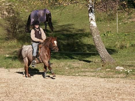 Welsh Mountain (sec A) Stendyssens Susai - fuld drøn.. . . eller ikk? billede 15