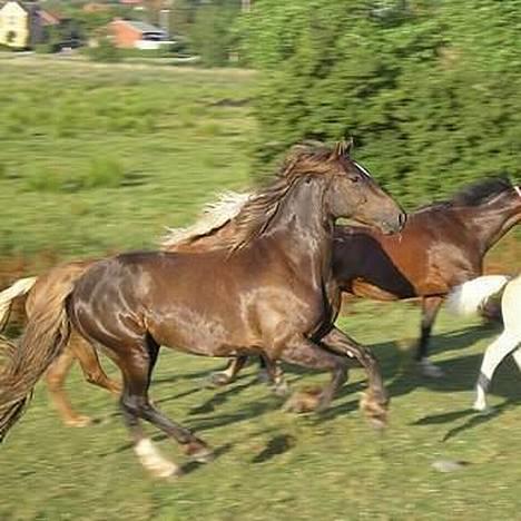 Welsh Cob (sec D) Låddenhøjs Django billede 10