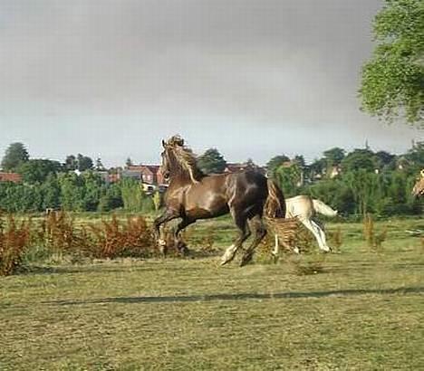 Welsh Cob (sec D) Låddenhøjs Django billede 11