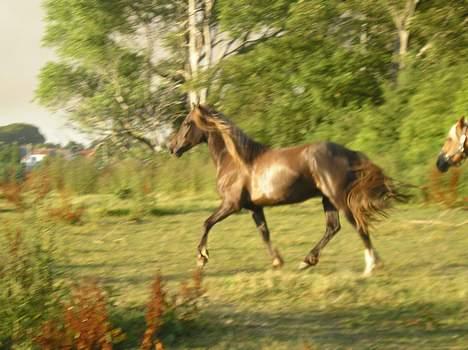 Welsh Cob (sec D) Låddenhøjs Django billede 12