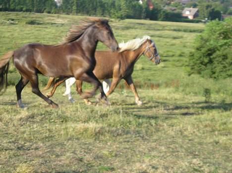 Welsh Cob (sec D) Låddenhøjs Django billede 13