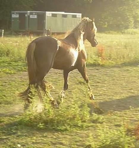 Welsh Cob (sec D) Låddenhøjs Django billede 14