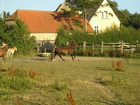 Welsh Cob (sec D) Låddenhøjs Django billede 15