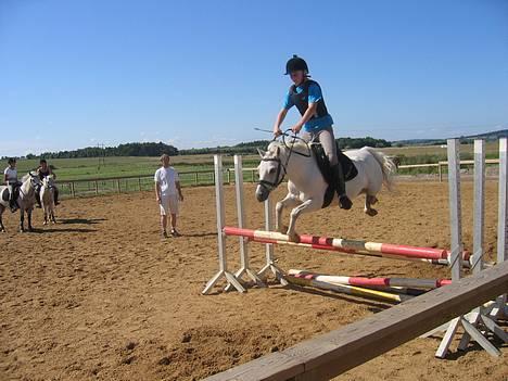 Welsh Pony af Cob-type (sec C) Ringo star  - vi kan flyve...... SE....... billede 18