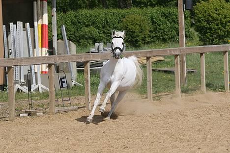 Welsh Pony af Cob-type (sec C) Ringo star  - "SE MIG NU!!!" billede 19