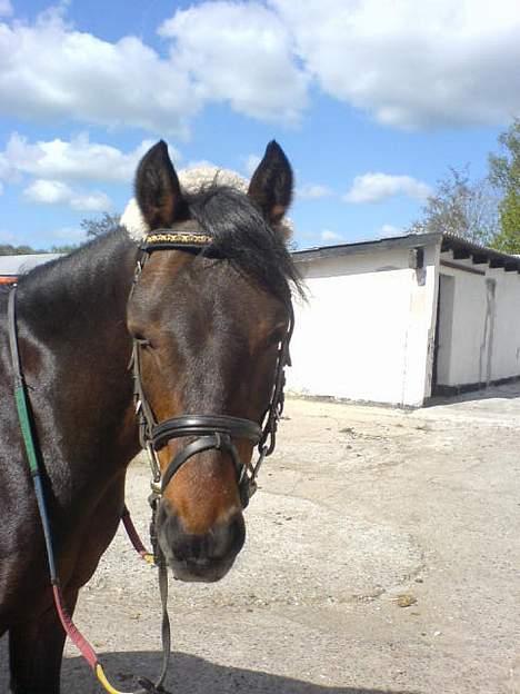 Anden særlig race  Elevhest Robin - Heeej Tøzzer<3  billede 10