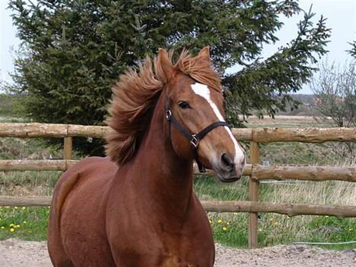Anden særlig race Tilde (Tidl. hest) SOLGT - Velkommen til Tildes profil.. Her er hun så min skønhed :-) billede 1