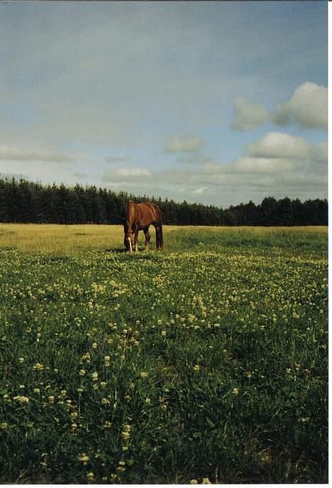 Anden særlig race Tilde (Tidl. hest) SOLGT - Tilde går rigtig og nyder at være på sommergræs..  billede 3