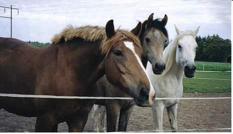 Anden særlig race Tilde (Tidl. hest) SOLGT - Tilde sammen med So El Diabla og Faisal.. De hygger og får nogle godbidder !! billede 4