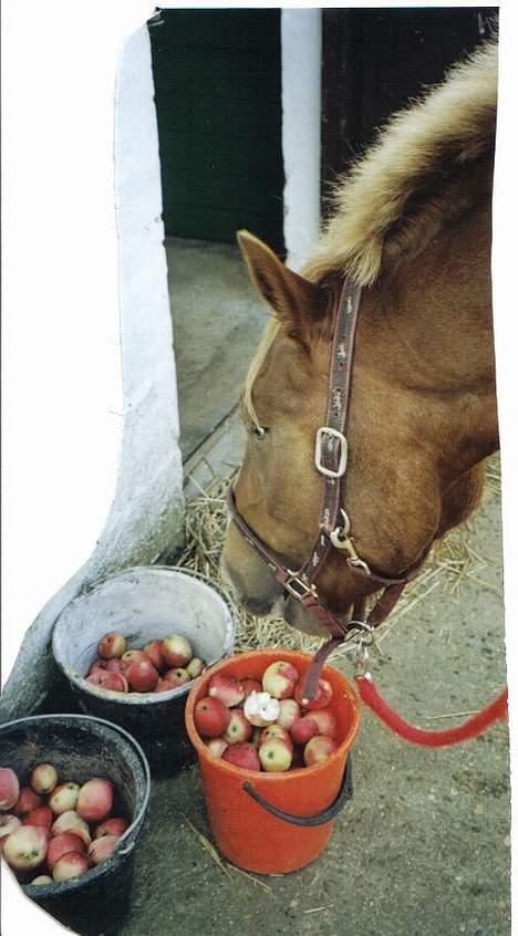 Anden særlig race Tilde (Tidl. hest) SOLGT - Hold da op hele 3 spande med æbler til mig :-) billede 5