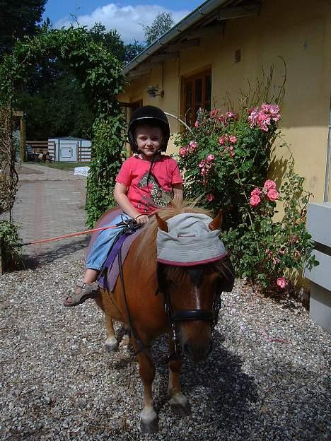 Shetlænder Herkules - Emma er begyndt at ride på Herkules billede 17