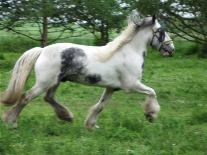 Tinker Sheik Af Irland - sheik tuller rundt   07 billede 7