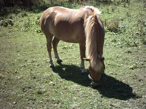 Anden særlig race otto - otto på fold billede 13