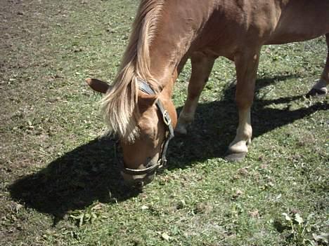 Anden særlig race otto - otto på fold billede 14