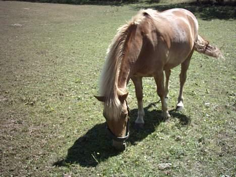 Anden særlig race otto - otto på fold billede 15