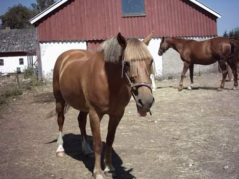 Welsh Cob (sec D) Rudi - SOLGT - på fold. billede 15
