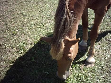 Welsh Cob (sec D) Rudi - SOLGT billede 16