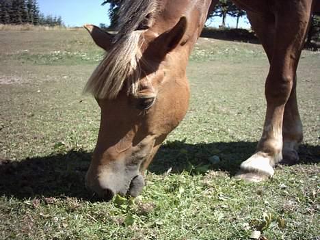 Welsh Cob (sec D) Rudi - SOLGT billede 17
