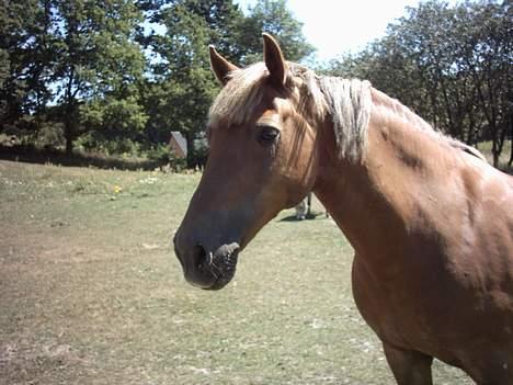 Welsh Cob (sec D) Rudi - SOLGT billede 18