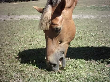 Welsh Cob (sec D) Rudi - SOLGT billede 19