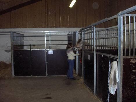 Fjordhest Daniel Halsnæs - Her er jeg ved at finde ud af at han er min :D billede 2