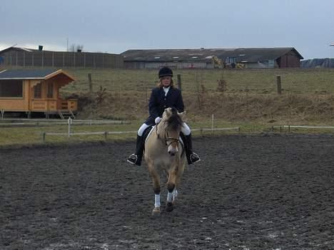 Fjordhest Daniel Halsnæs - Mit første stævne på Daniel. billede 4