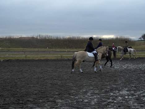 Fjordhest Daniel Halsnæs - Mit første stævne på Daniel. billede 5